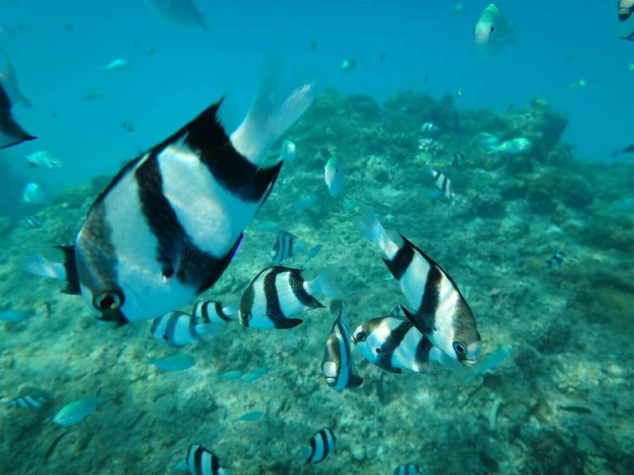 Hotel Equa Reef Maldives à Atoll Addu Extérieur photo