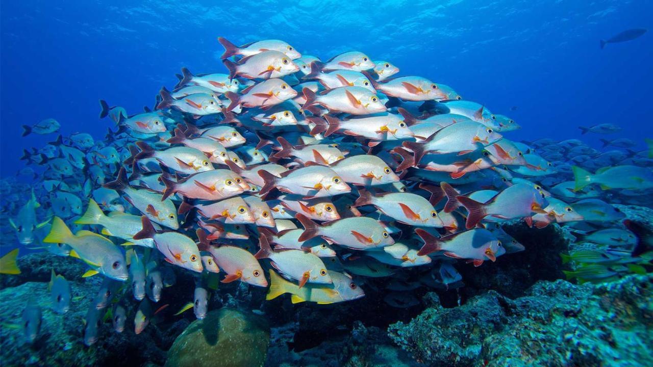 Hotel Equa Reef Maldives à Atoll Addu Extérieur photo