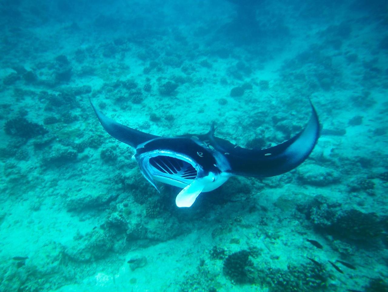Hotel Equa Reef Maldives à Atoll Addu Extérieur photo